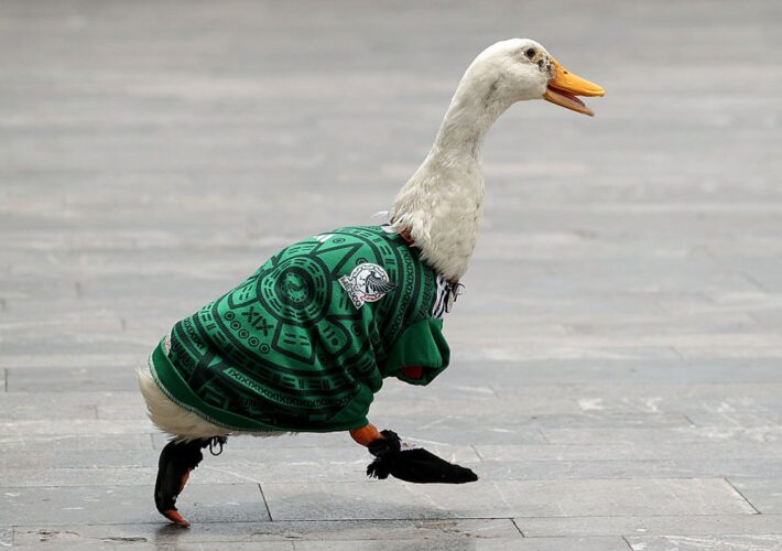 A pet duck became a World Cup viral sensation — then came the presidential invitation