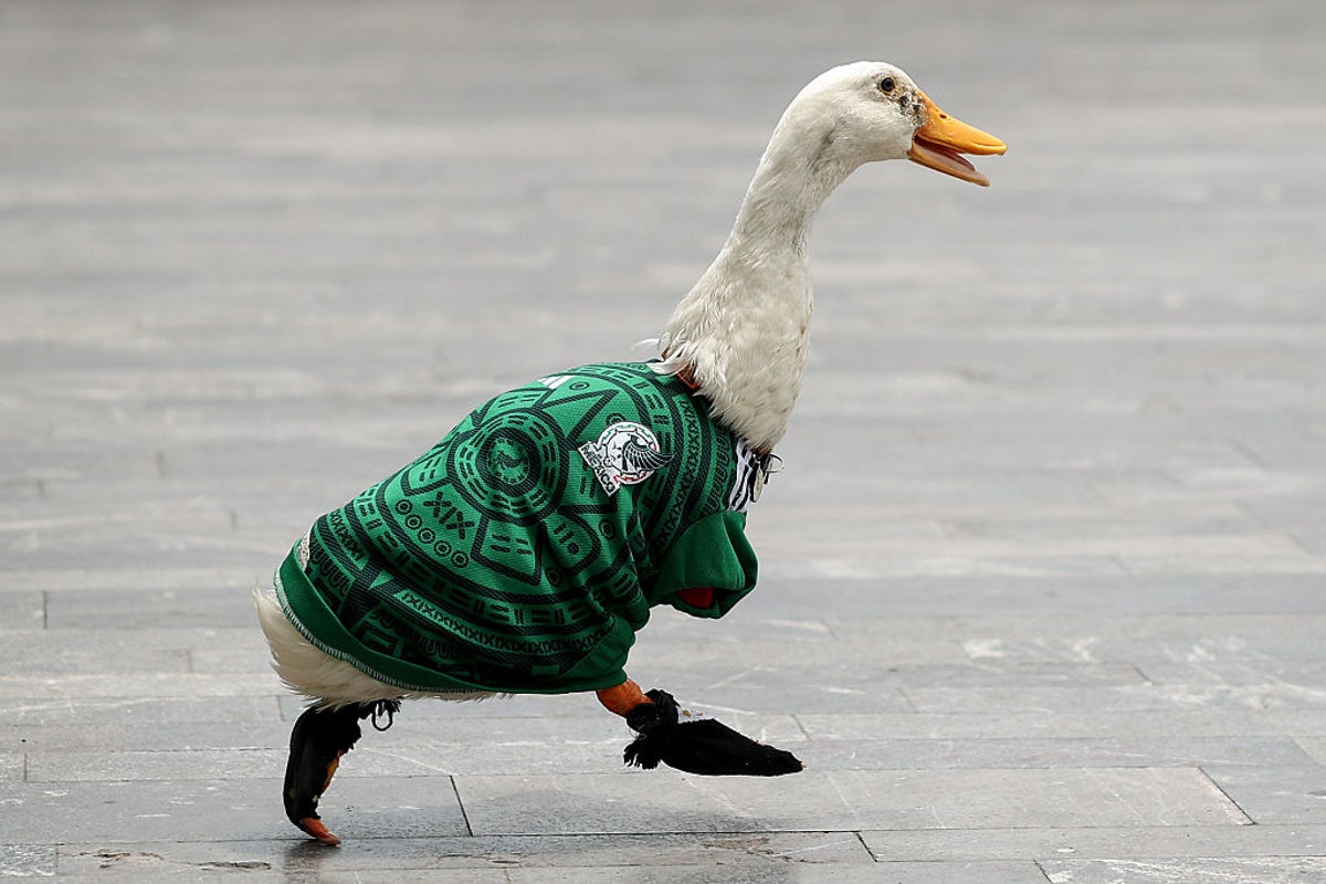 A pet duck became a World Cup viral sensation — then came the presidential invitation